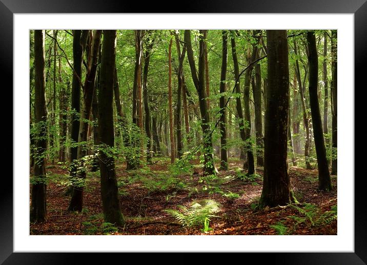 Alone in the Beechwood Framed Mounted Print by Simon Johnson
