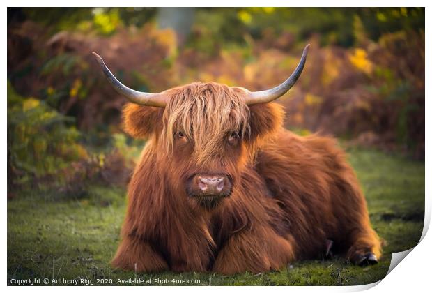 Highland Cattle,  Print by Anthony Rigg