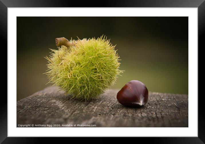 Chestnut,  Framed Mounted Print by Anthony Rigg