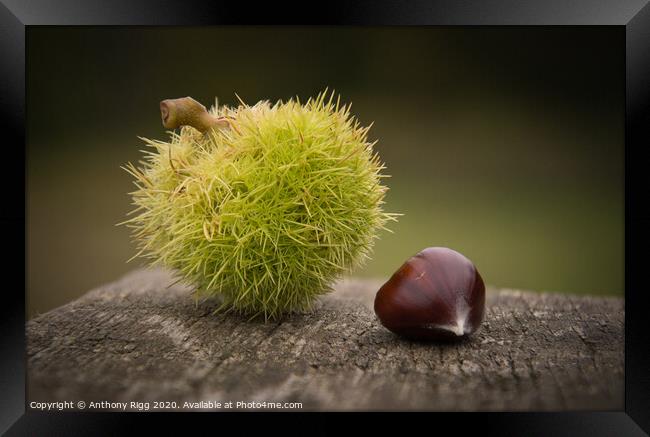 Chestnut,  Framed Print by Anthony Rigg