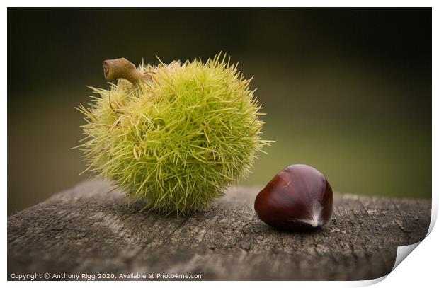 Chestnut,  Print by Anthony Rigg