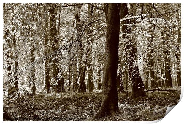 Cotswold Woodland Print by Simon Johnson