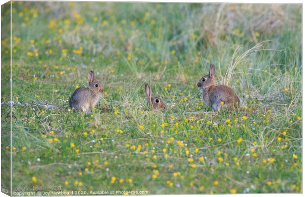 Three Rabbits in a field of Wildflowers  Canvas Print by Joy Newbould