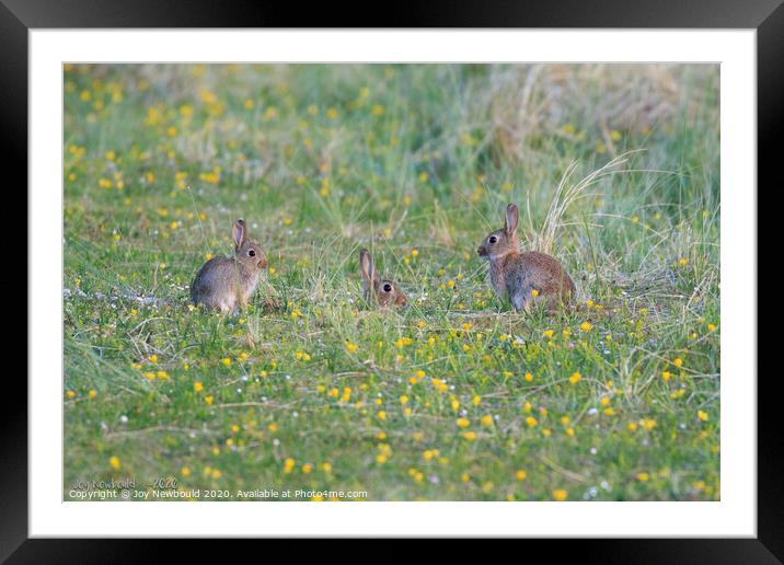Three Rabbits in a field of Wildflowers  Framed Mounted Print by Joy Newbould