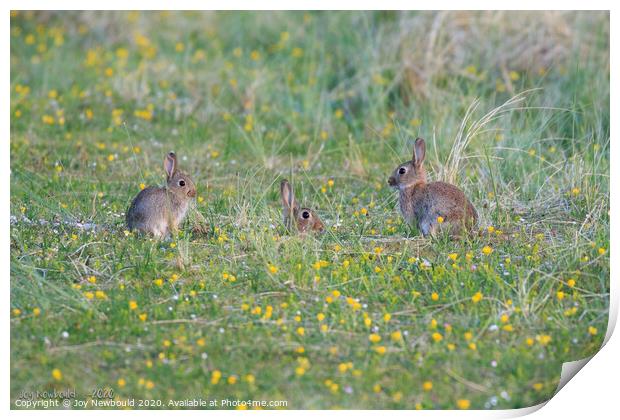 Three Rabbits in a field of Wildflowers  Print by Joy Newbould