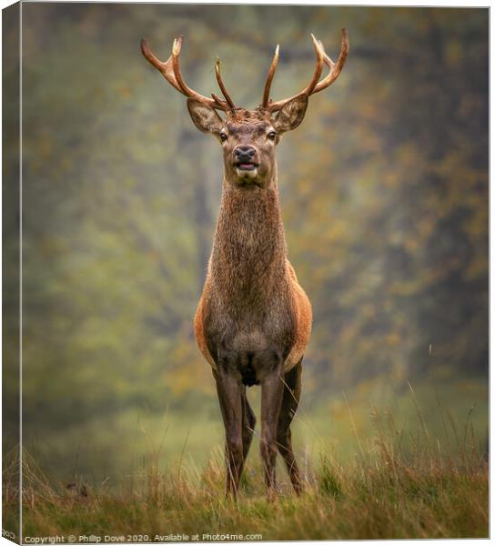 Red Stag Canvas Print by Phillip Dove LRPS