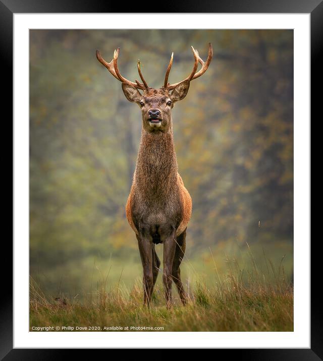 Red Stag Framed Mounted Print by Phillip Dove LRPS