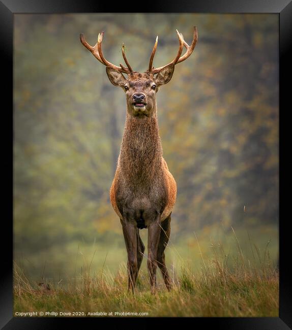 Red Stag Framed Print by Phillip Dove LRPS