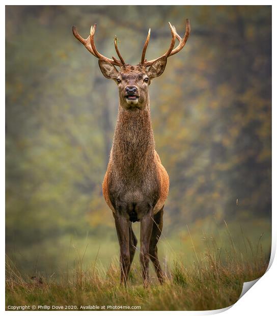 Red Stag Print by Phillip Dove LRPS