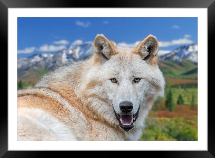 Alaskan Timber Wolf Framed Mounted Print by Arterra 