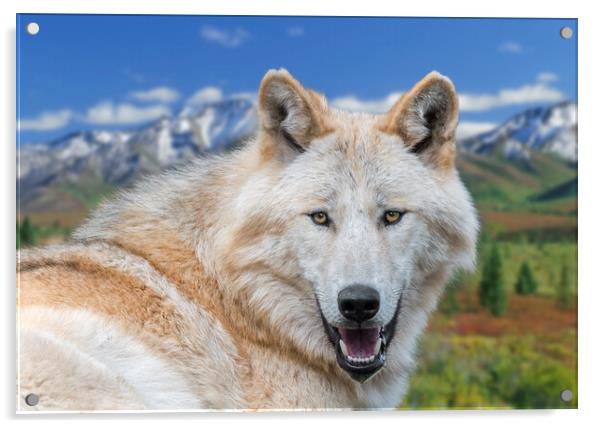Alaskan Timber Wolf Acrylic by Arterra 