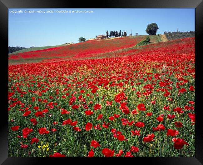 A field of red poppies, near Pienza, Tuscany, Ital Framed Print by Navin Mistry
