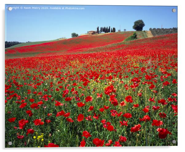 A field of red poppies, near Pienza, Tuscany, Ital Acrylic by Navin Mistry