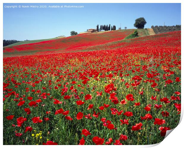 A field of red poppies, near Pienza, Tuscany, Ital Print by Navin Mistry