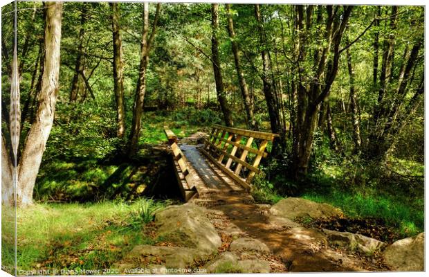 Cannock Chase Cycle Trail Canvas Print by Diana Mower
