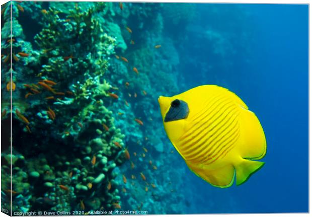 Masked Butterflyfish Canvas Print by Dave Collins