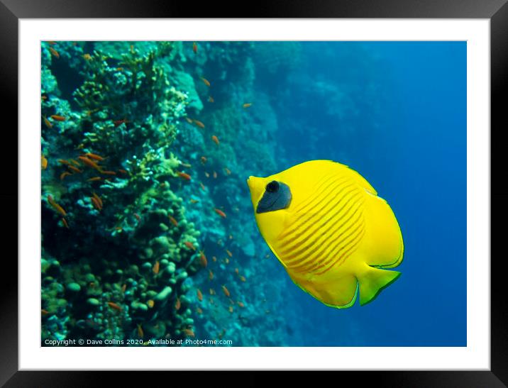 Masked Butterflyfish Framed Mounted Print by Dave Collins