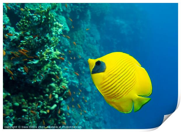 Masked Butterflyfish Print by Dave Collins