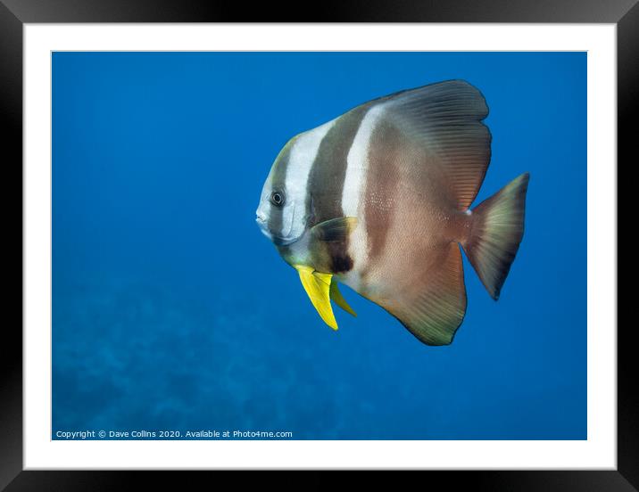Batfish, The Maldives Framed Mounted Print by Dave Collins