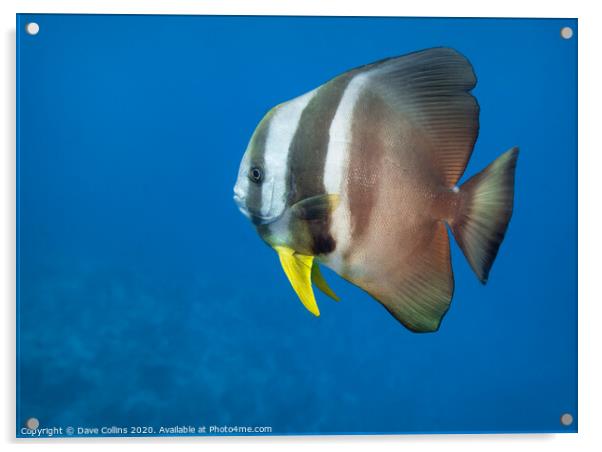 Batfish, The Maldives Acrylic by Dave Collins