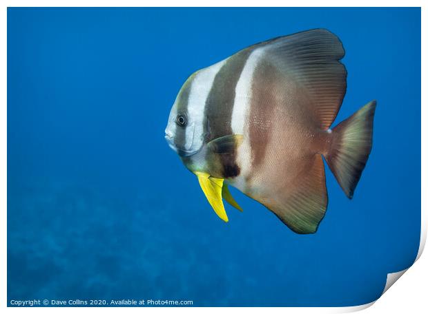 Batfish, The Maldives Print by Dave Collins