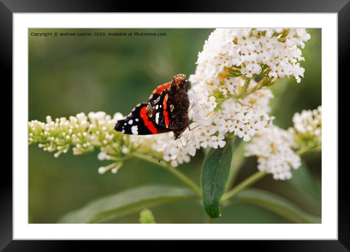 BUTTERFLIES Framed Mounted Print by andrew saxton