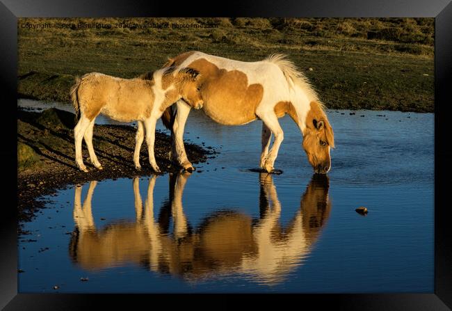 Dartmoor ponies Framed Print by Pete Hemington