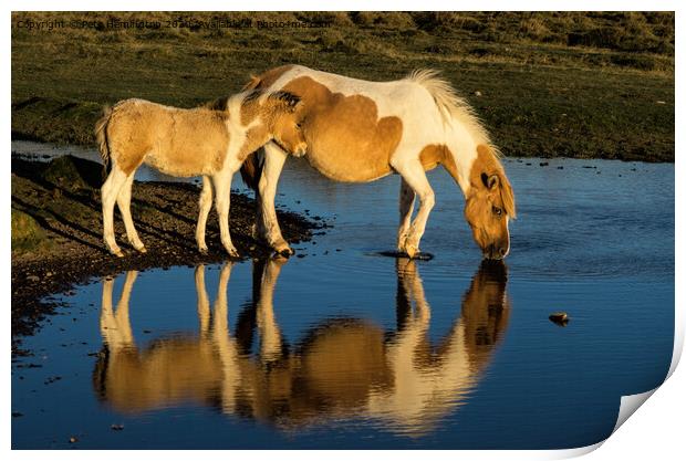 Dartmoor ponies Print by Pete Hemington