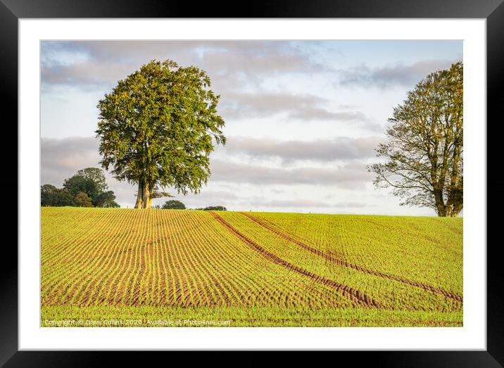 Winter Barley, showing in September, Scottish Borders, Scotland Framed Mounted Print by Dave Collins