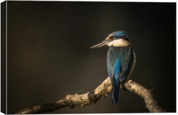 Sacred Kingfisher Canvas Print by Pete Evans