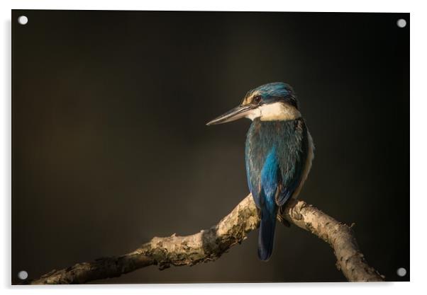 Sacred Kingfisher Acrylic by Pete Evans