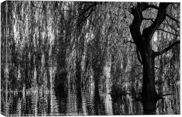 Weeping Willow Canvas Print by Roger Aubrey