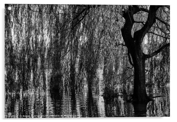 Weeping Willow Acrylic by Roger Aubrey