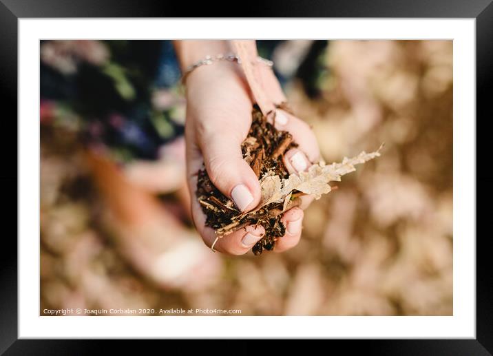 Hands with a handful of dried leaves and forest flowers Framed Mounted Print by Joaquin Corbalan