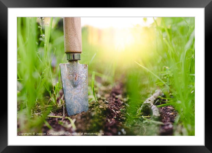 Gardening shovel in an orchard during the gardener's rest Framed Mounted Print by Joaquin Corbalan