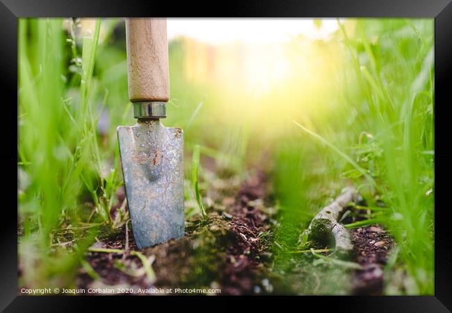 Gardening shovel in an orchard during the gardener's rest Framed Print by Joaquin Corbalan