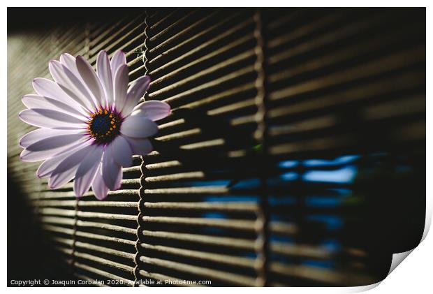 Soft and pink daisies against backlight on a wooden background. Print by Joaquin Corbalan