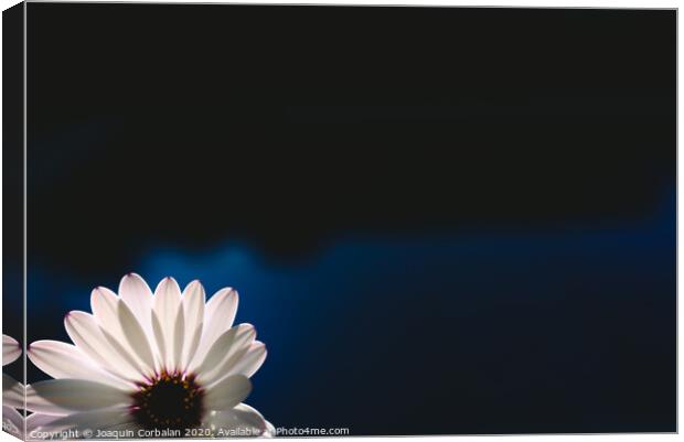 Pretty and delicate pink flower on dark background illuminated from behind. Canvas Print by Joaquin Corbalan