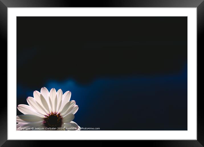 Pretty and delicate pink flower on dark background illuminated from behind. Framed Mounted Print by Joaquin Corbalan
