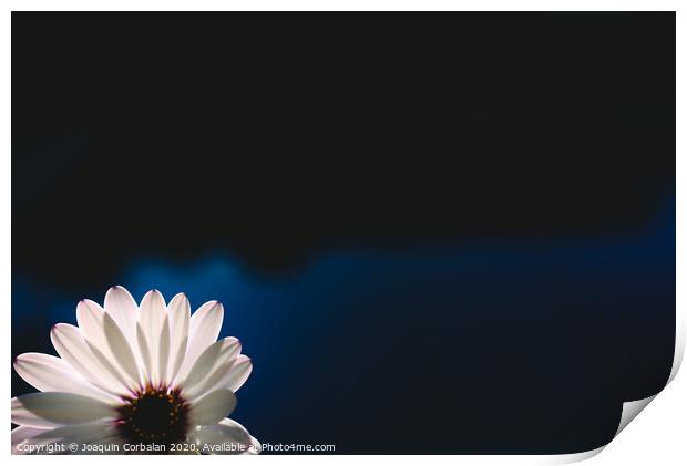 Pretty and delicate pink flower on dark background illuminated from behind. Print by Joaquin Corbalan