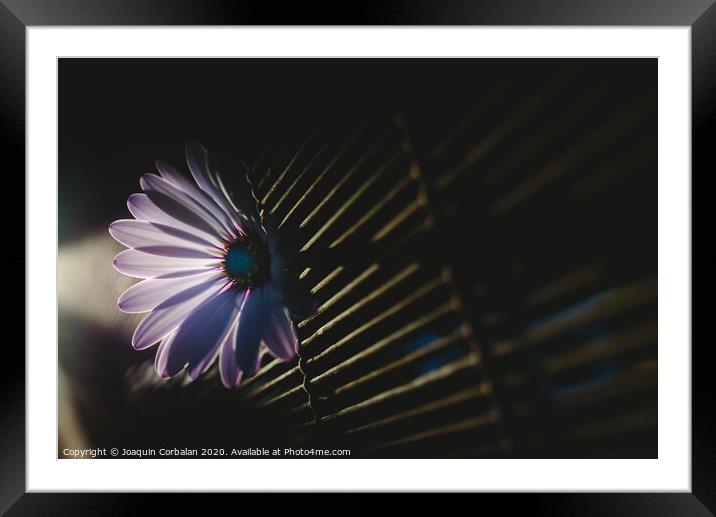 Soft and pink daisies against backlight on a wooden background. Framed Mounted Print by Joaquin Corbalan