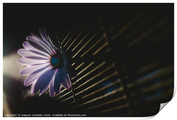 Soft and pink daisies against backlight on a wooden background. Print by Joaquin Corbalan