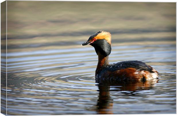 SLAVONIAN GREBE Canvas Print by Anthony R Dudley (LRPS)