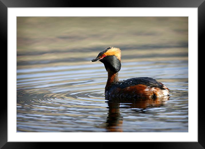 SLAVONIAN GREBE Framed Mounted Print by Anthony R Dudley (LRPS)