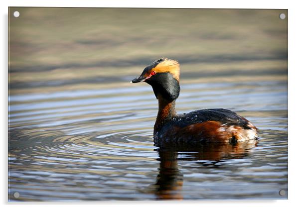 SLAVONIAN GREBE Acrylic by Anthony R Dudley (LRPS)