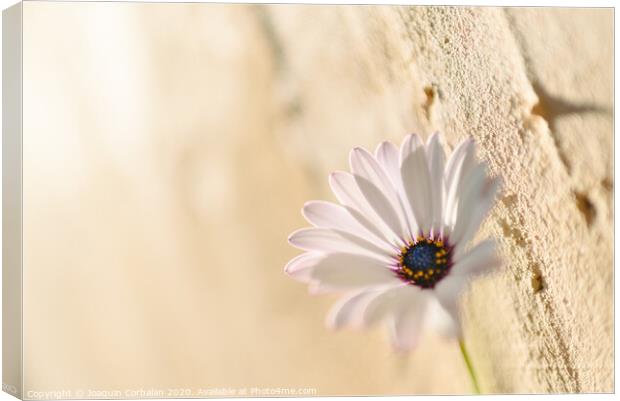 Background of a pink flower against a wall with texture, bright and romantic photo. Canvas Print by Joaquin Corbalan