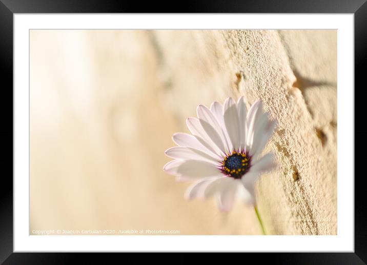 Background of a pink flower against a wall with texture, bright and romantic photo. Framed Mounted Print by Joaquin Corbalan