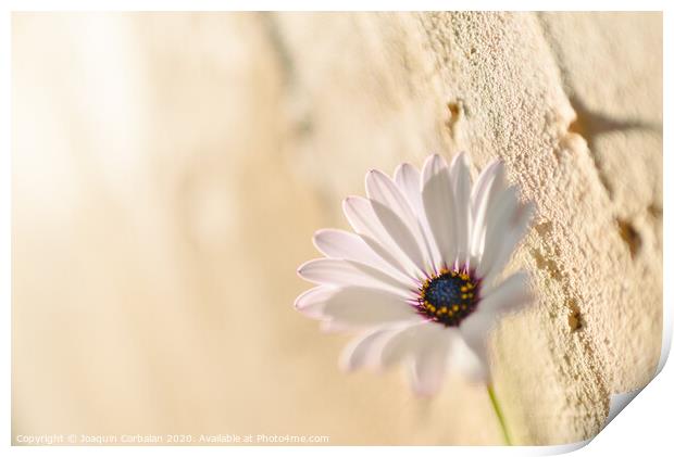 Background of a pink flower against a wall with texture, bright and romantic photo. Print by Joaquin Corbalan