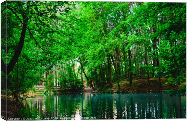 Transparent water of a stream and a lake in the green forest Canvas Print by Joaquin Corbalan
