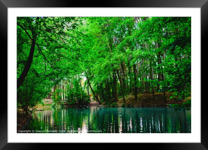 Transparent water of a stream and a lake in the green forest Framed Mounted Print by Joaquin Corbalan